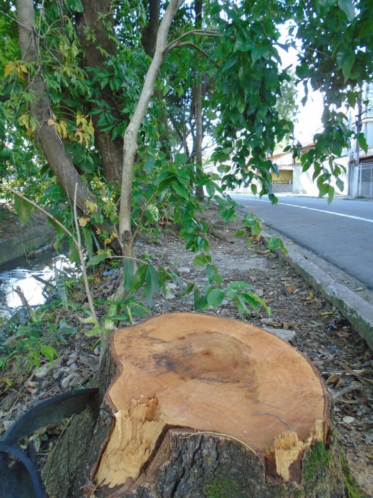 Precisava de verdade?