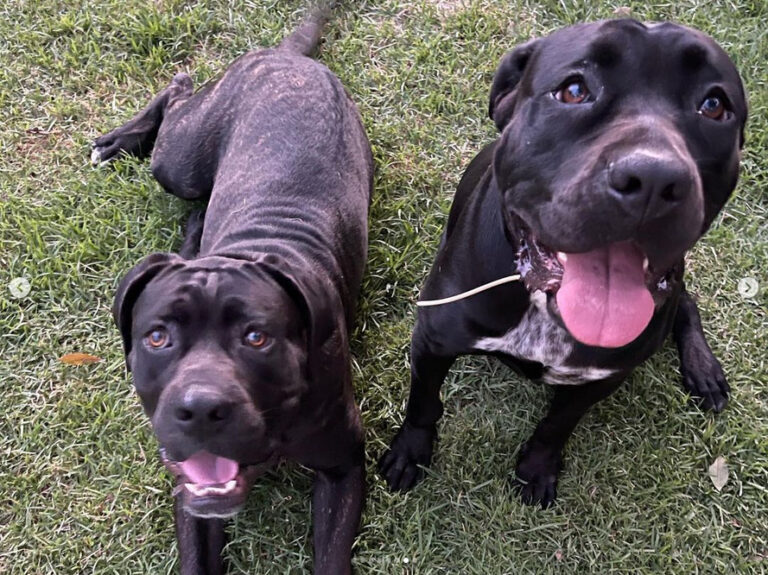 Pitbull que atacou Drable morreu afogado 