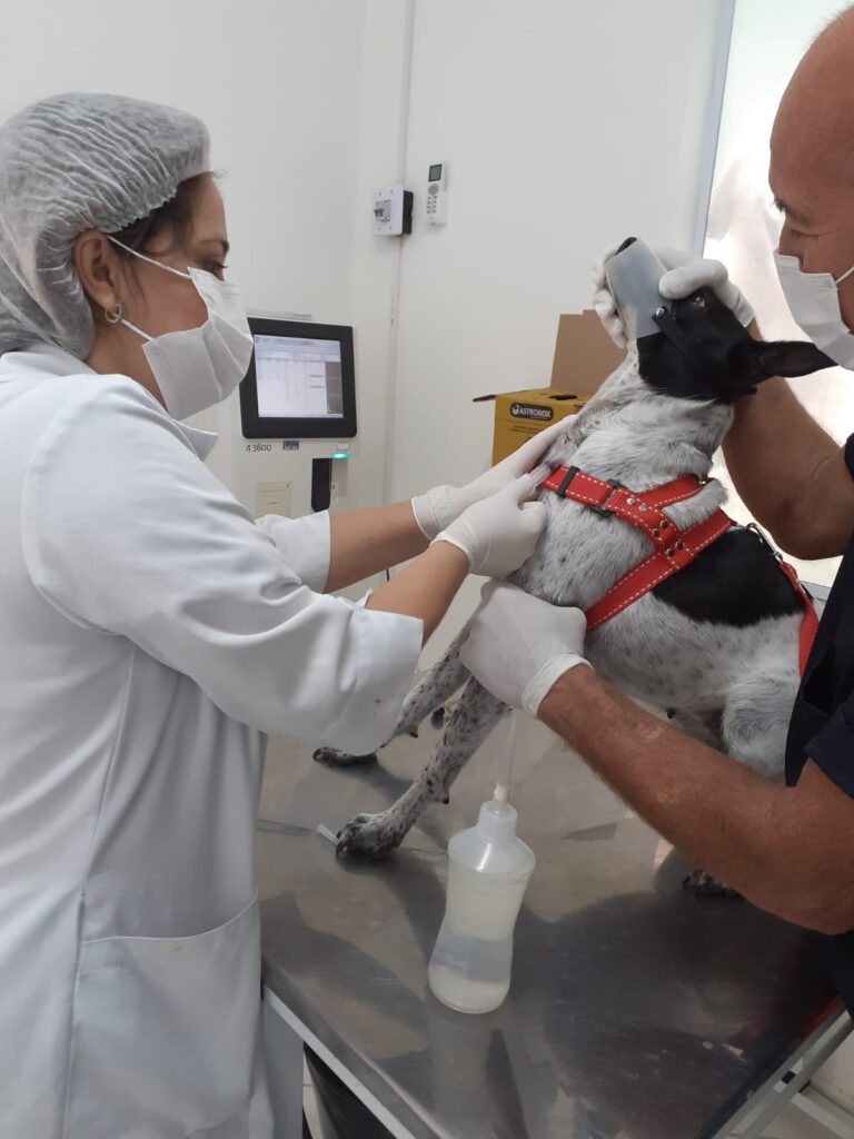 BM continua oferecendo serviço gratuito de castração de animais de estimação