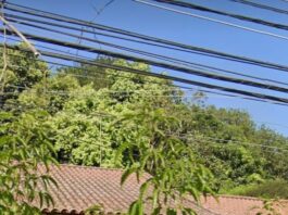 Broncas & Palmas