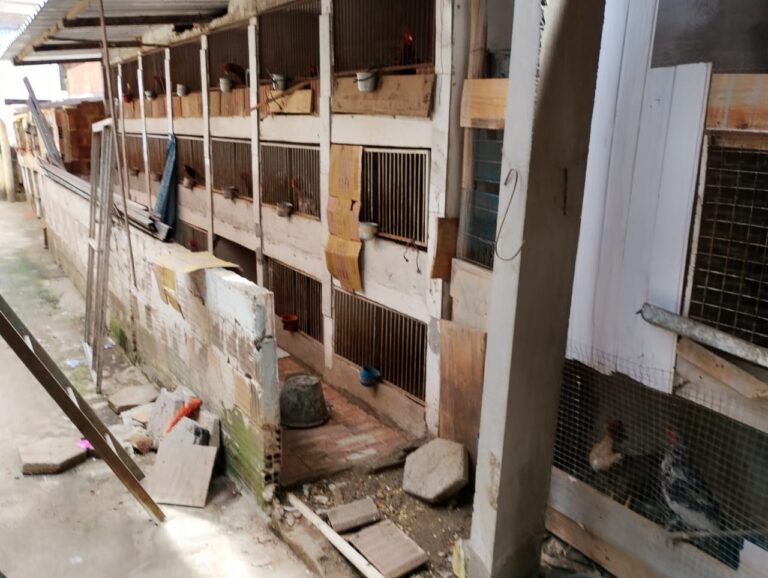 Guarda Ambiental de BM encontra 60 galos vítimas de maus-tratos no Jardim América