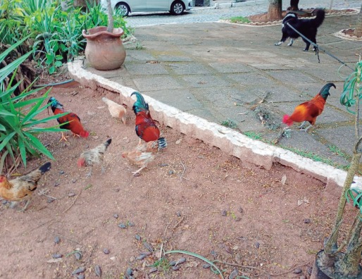 Justiça manda soltar as galinhas de Barra Mansa