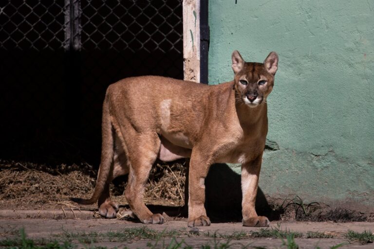 A onça-parda Iara, do Zoológico de Volta Redonda